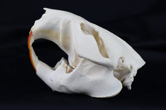 Pathological Beaver Skull