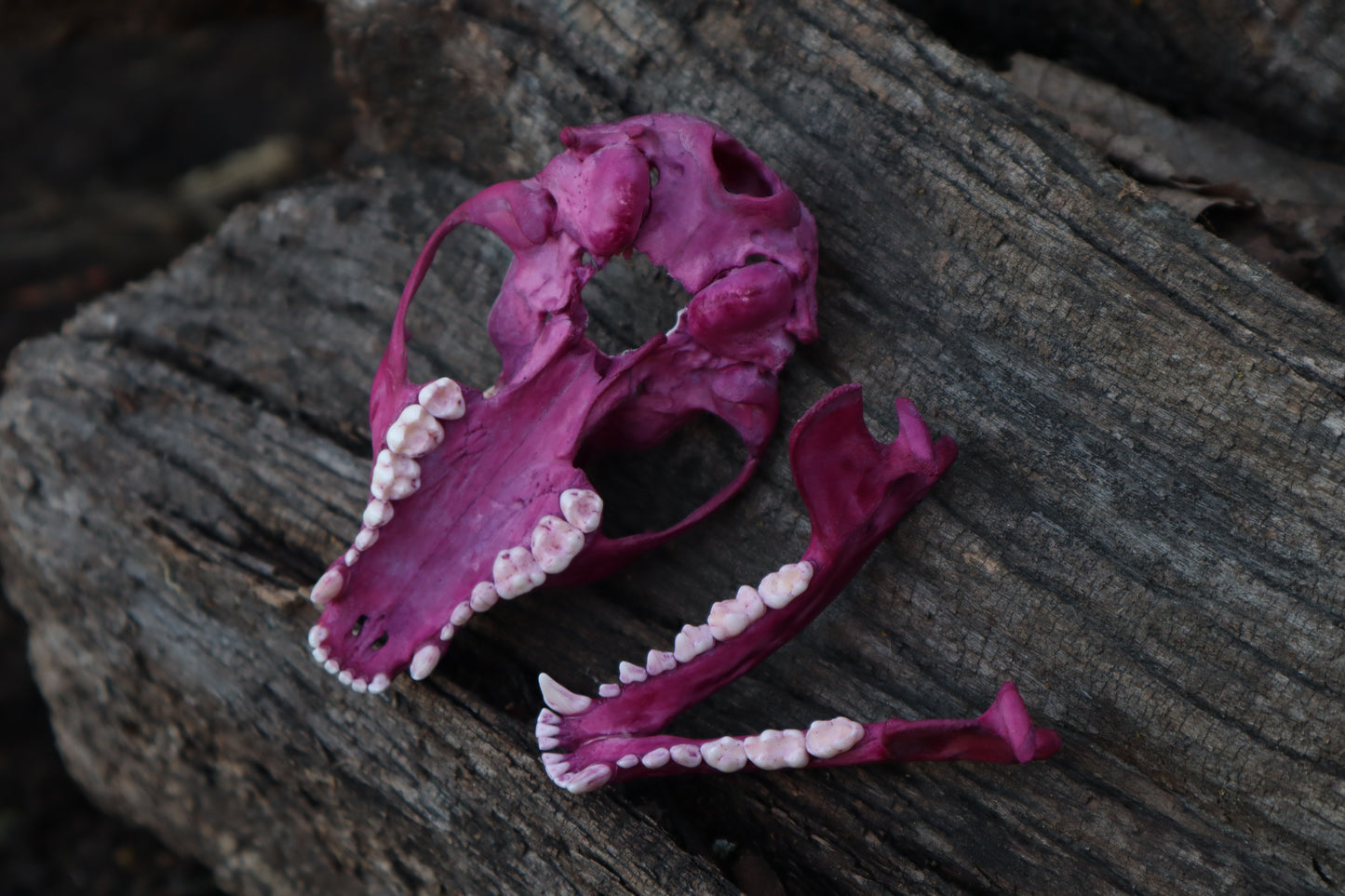 Naturally Stained Raccoon Skull Planter with Purple Ionantha