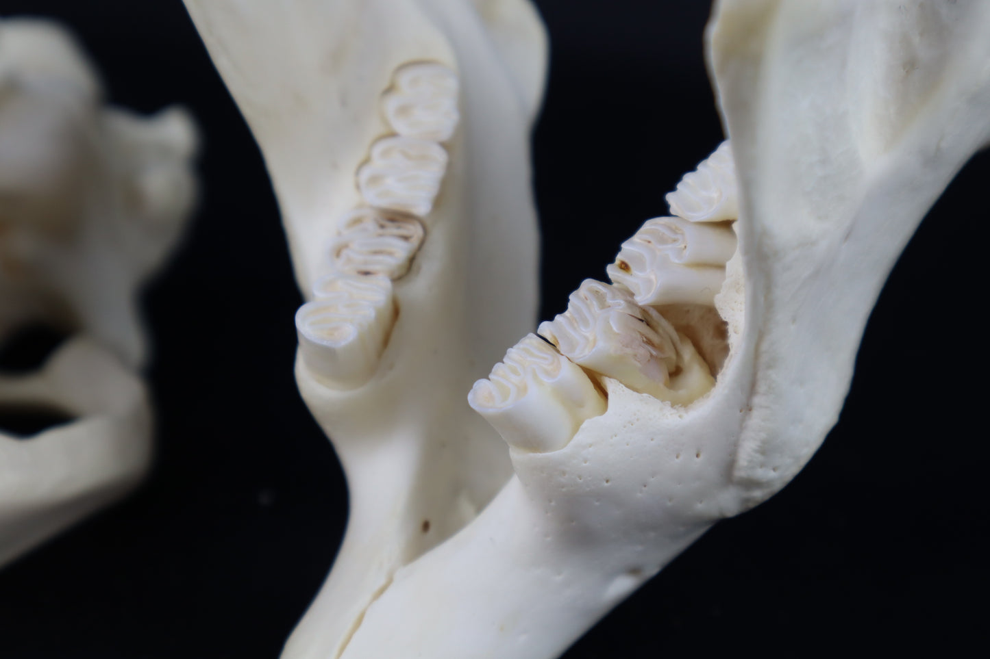 Pathological Beaver Skull
