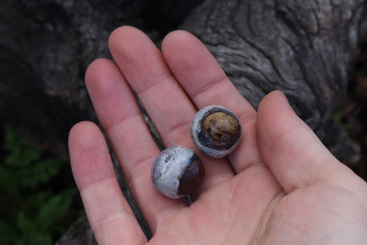 Dry Preserved Coyote Eyeballs