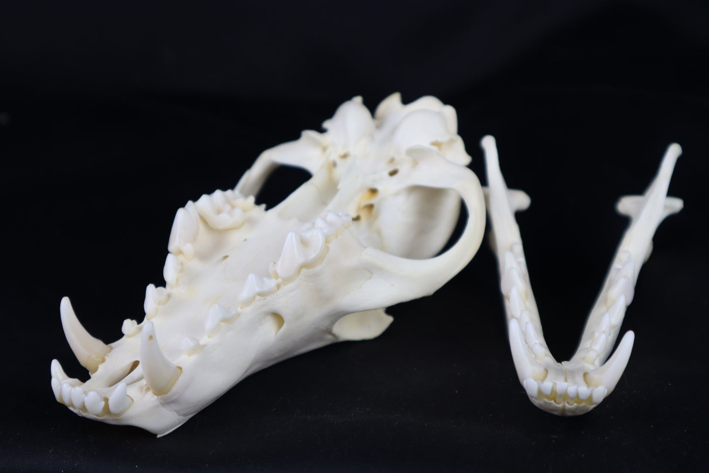 Coyote Skull