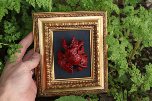 Dry Preserved Chihuahua Heart and Lung Display