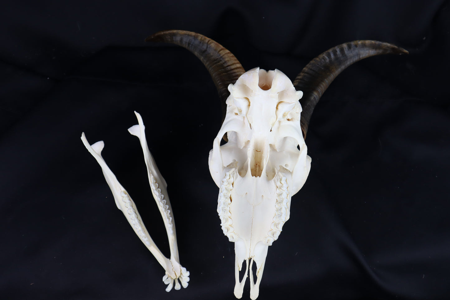 Large Horned Goat Skull