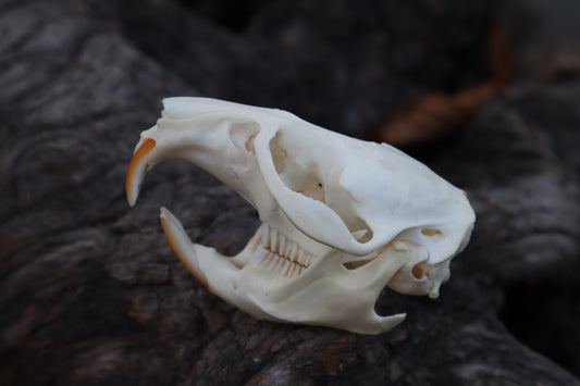 Muskrat Skull