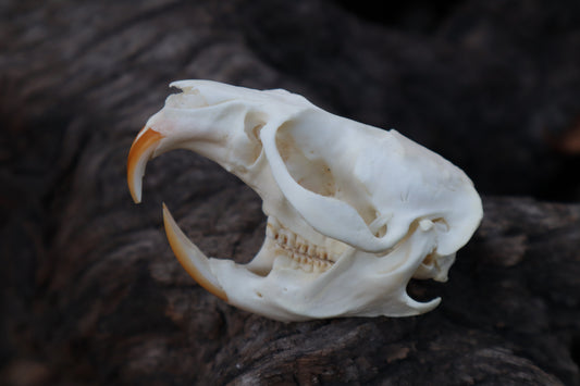 Muskrat Skull