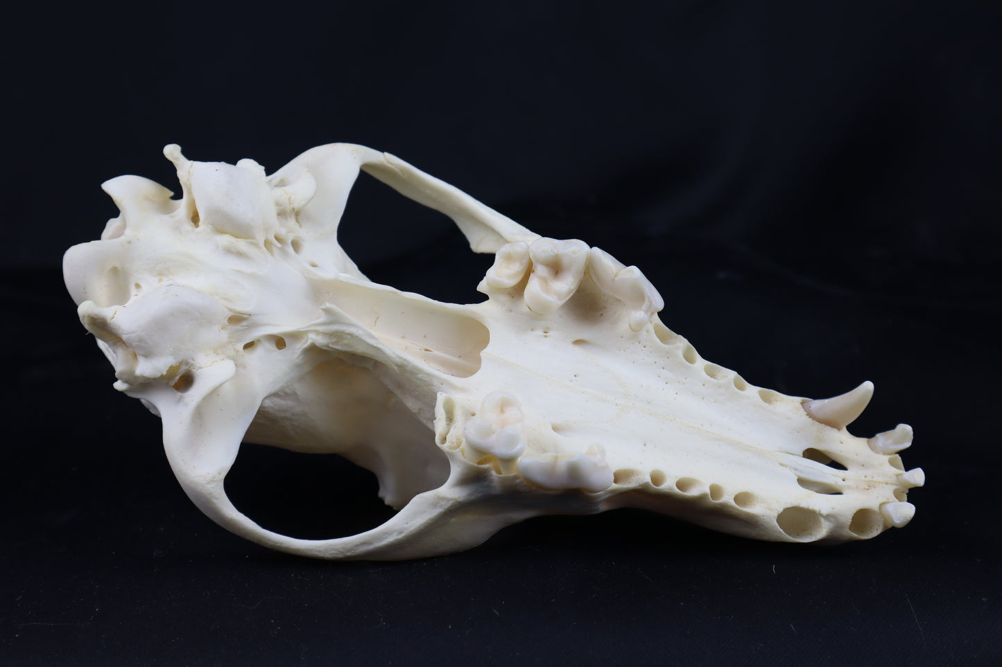 Craft Coyote Skull
