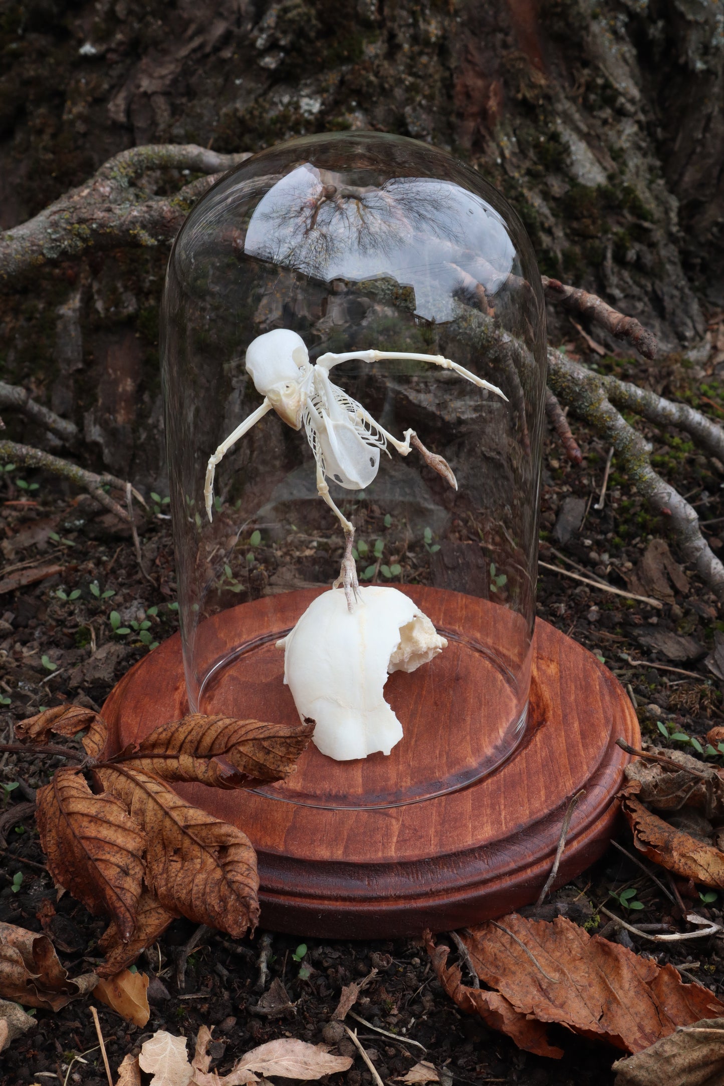 Articulated Parakeet Skeleton
