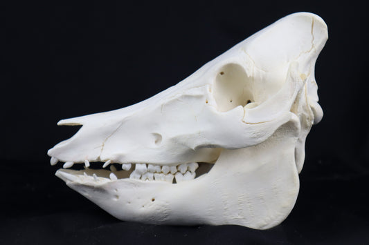 Pig Skull