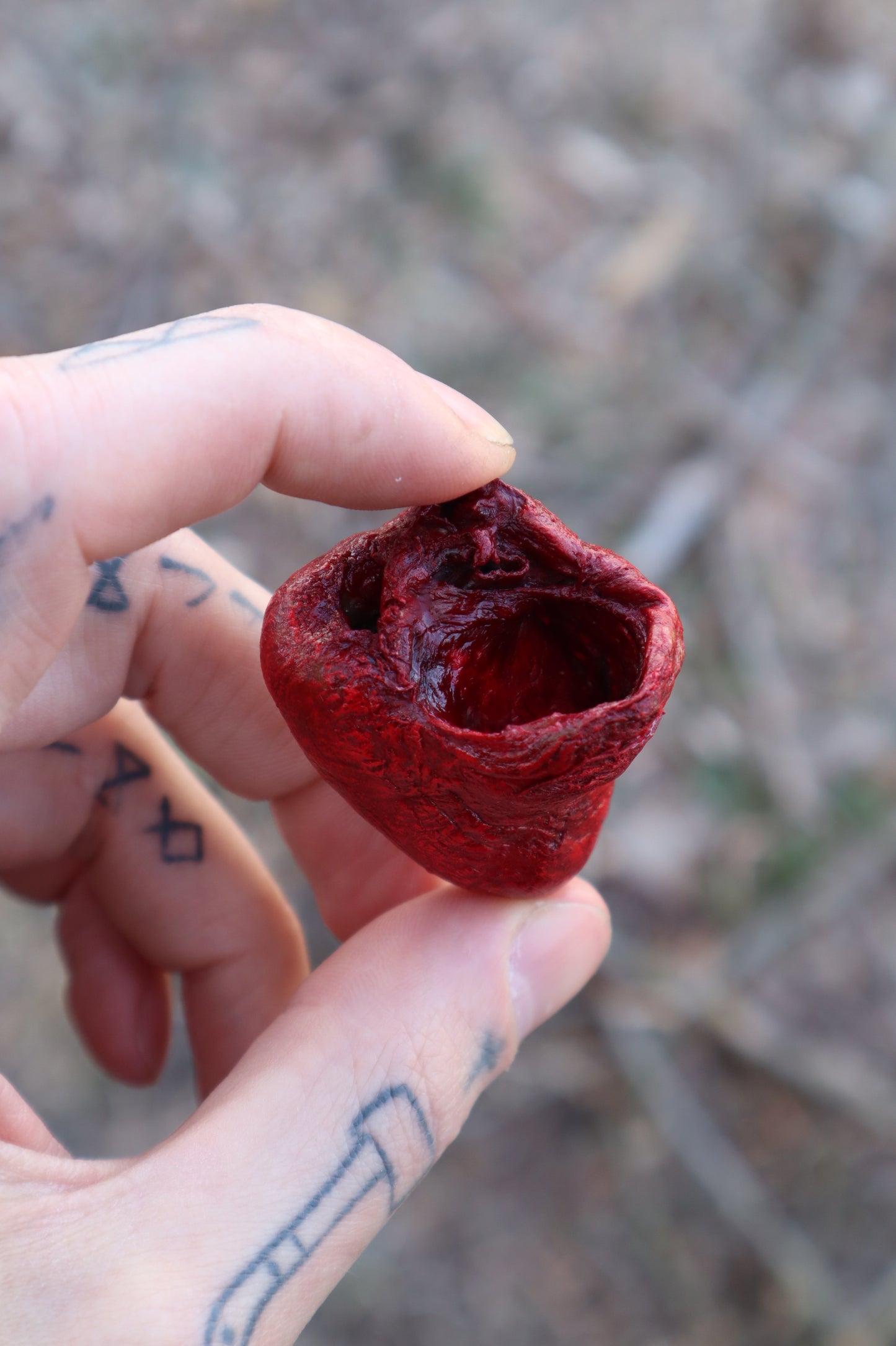 Dry Preserved Turkey Heart