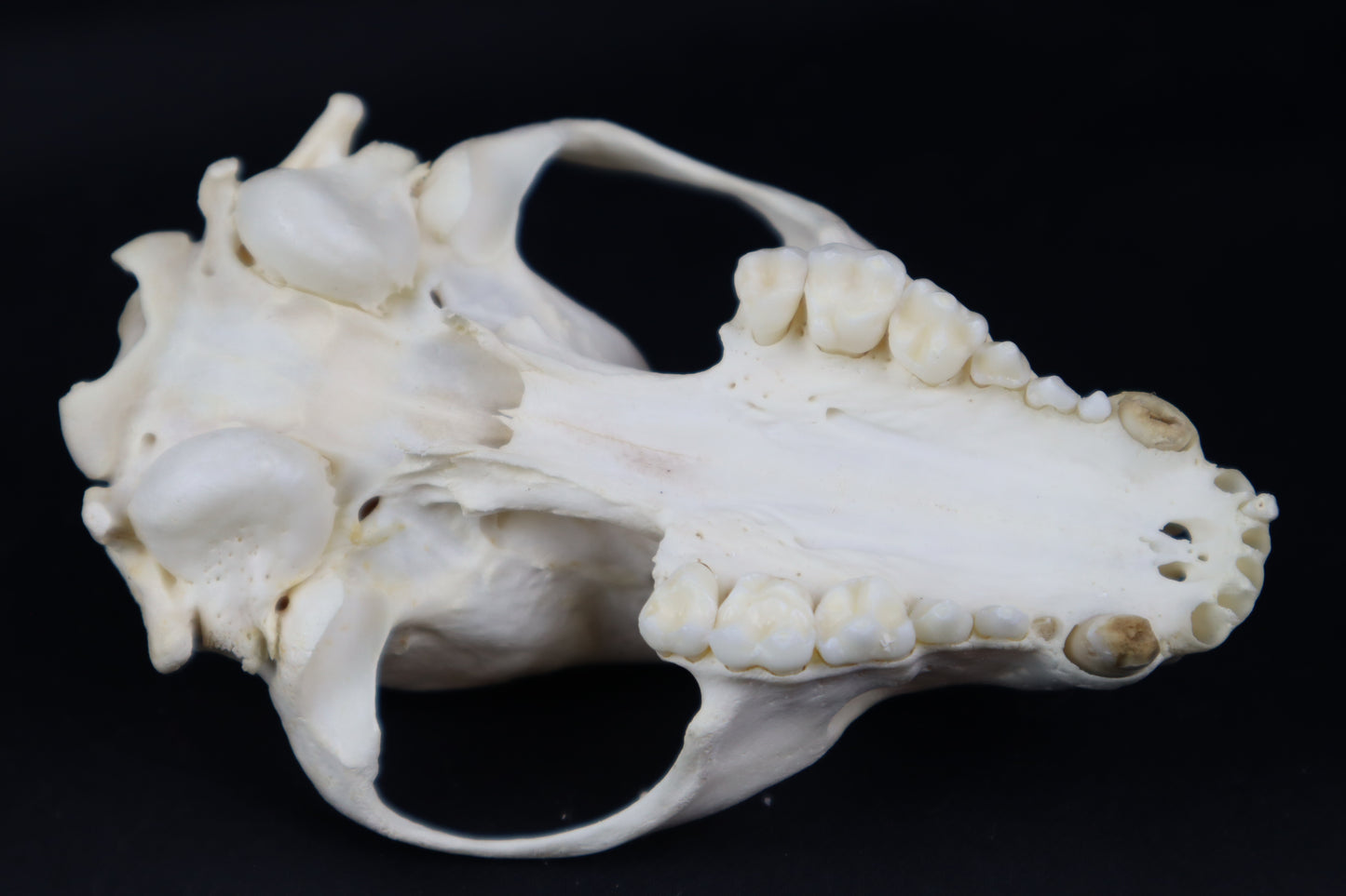 Craft Geriatric Raccoon Skull