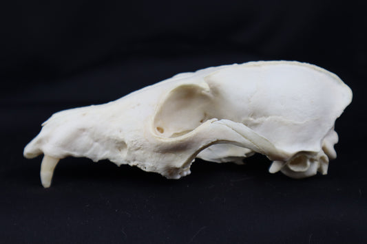Craft Geriatric Red Fox Skull