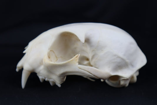 Craft Bobcat Skull
