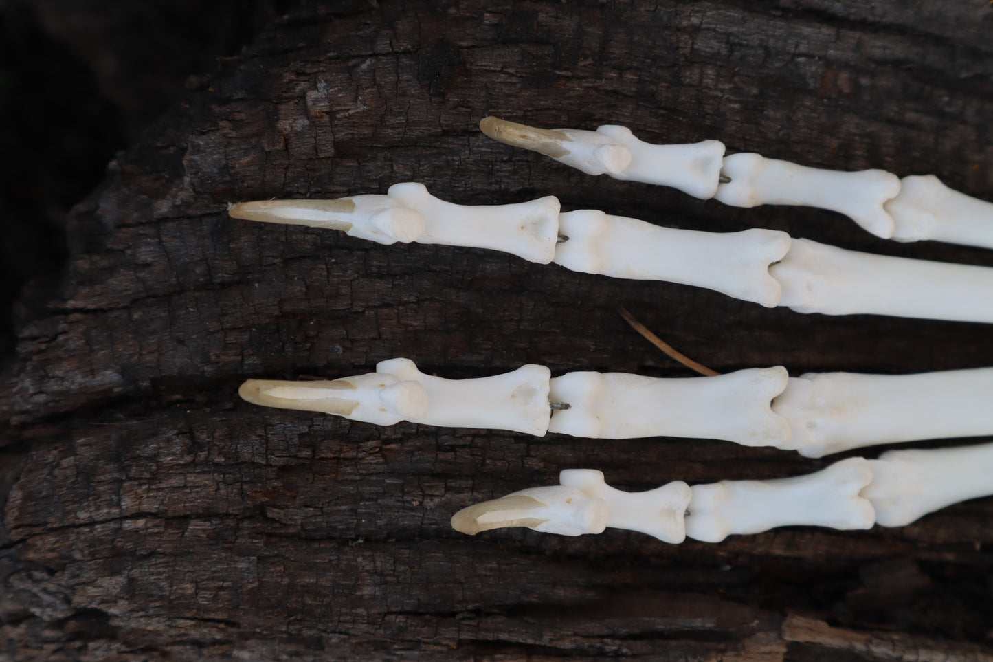 Bobcat Paw Articulation