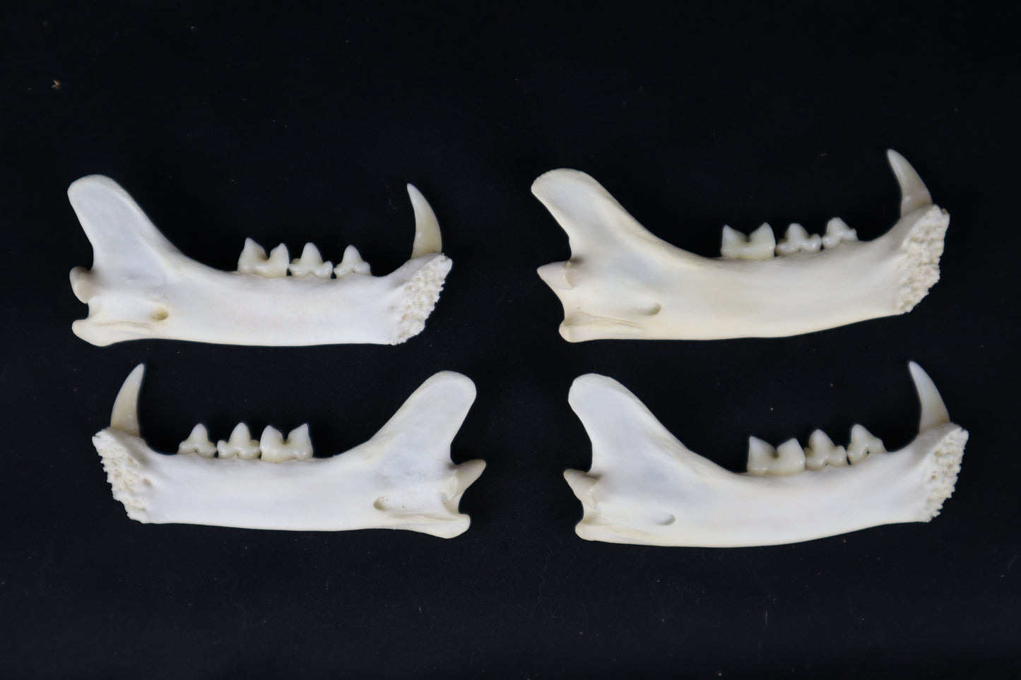 Craft Bobcat Mandible