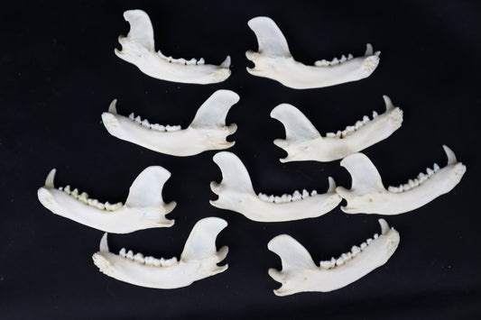 Craft Raccoon Mandible