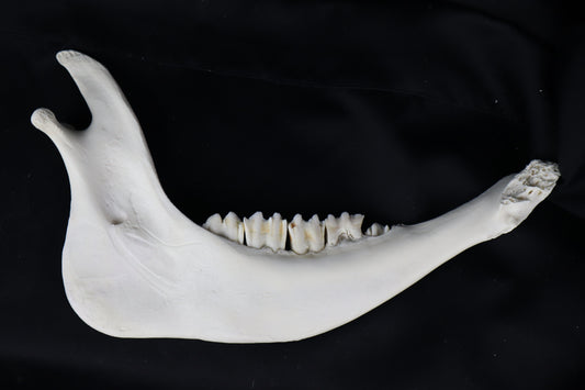 Craft Steer Mandible