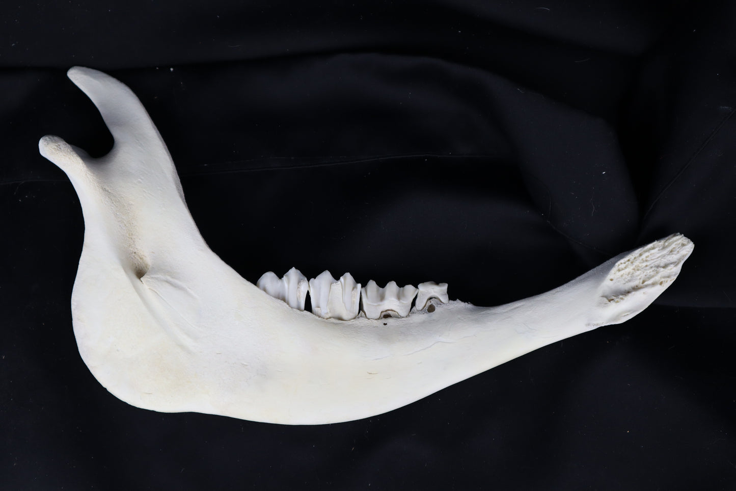 Craft Steer Mandible