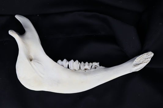Craft Steer Mandible