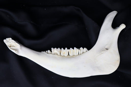 Craft Steer Mandible