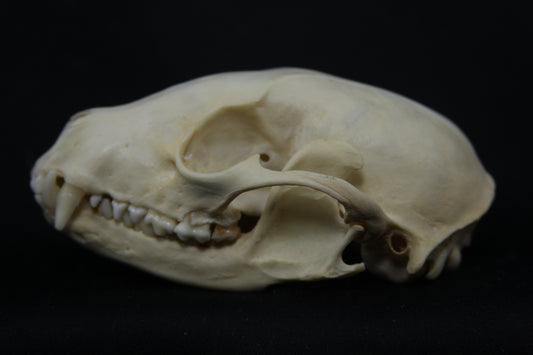 Raccoon Skull