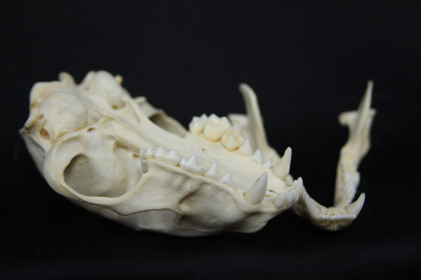 Raccoon Skull