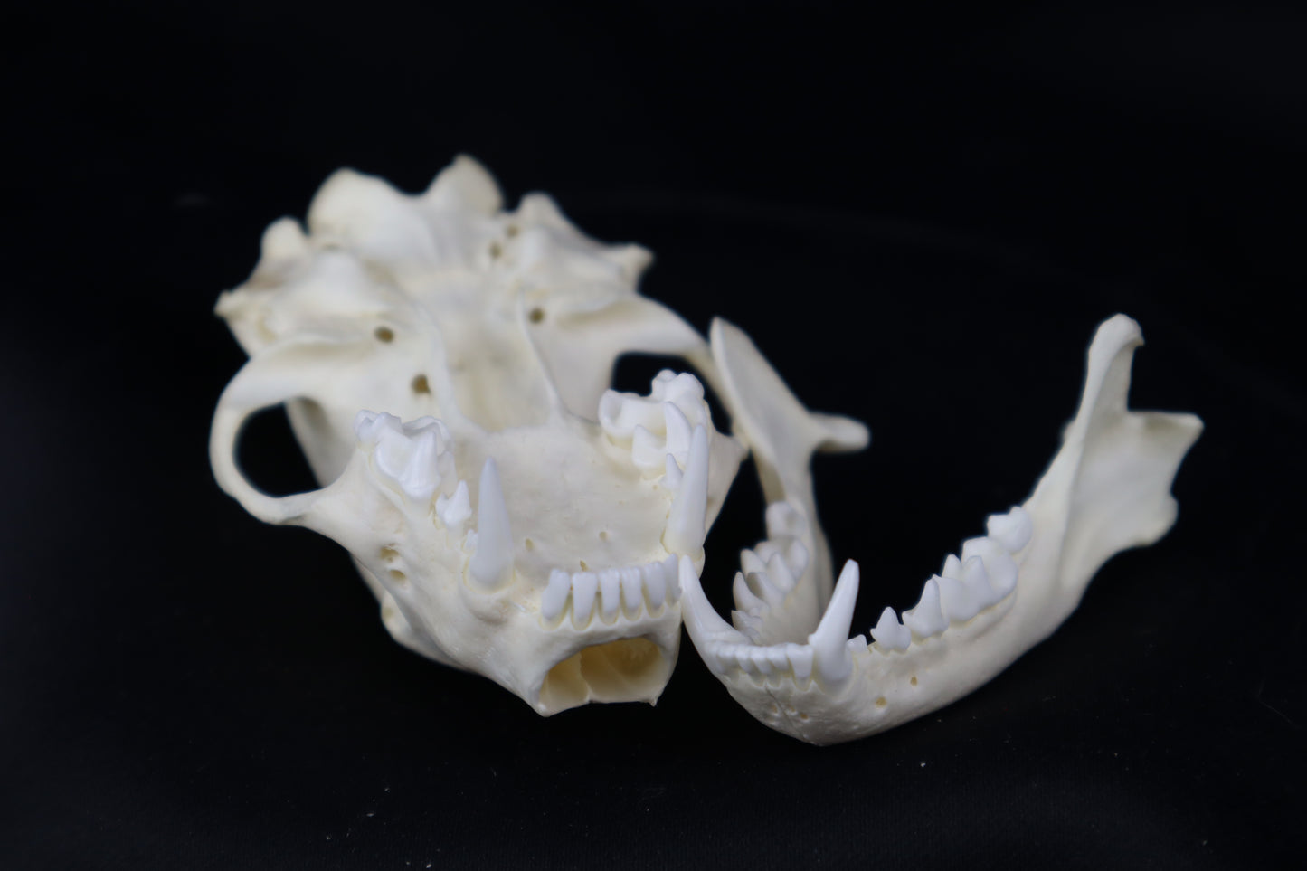Striped Skunk Skull