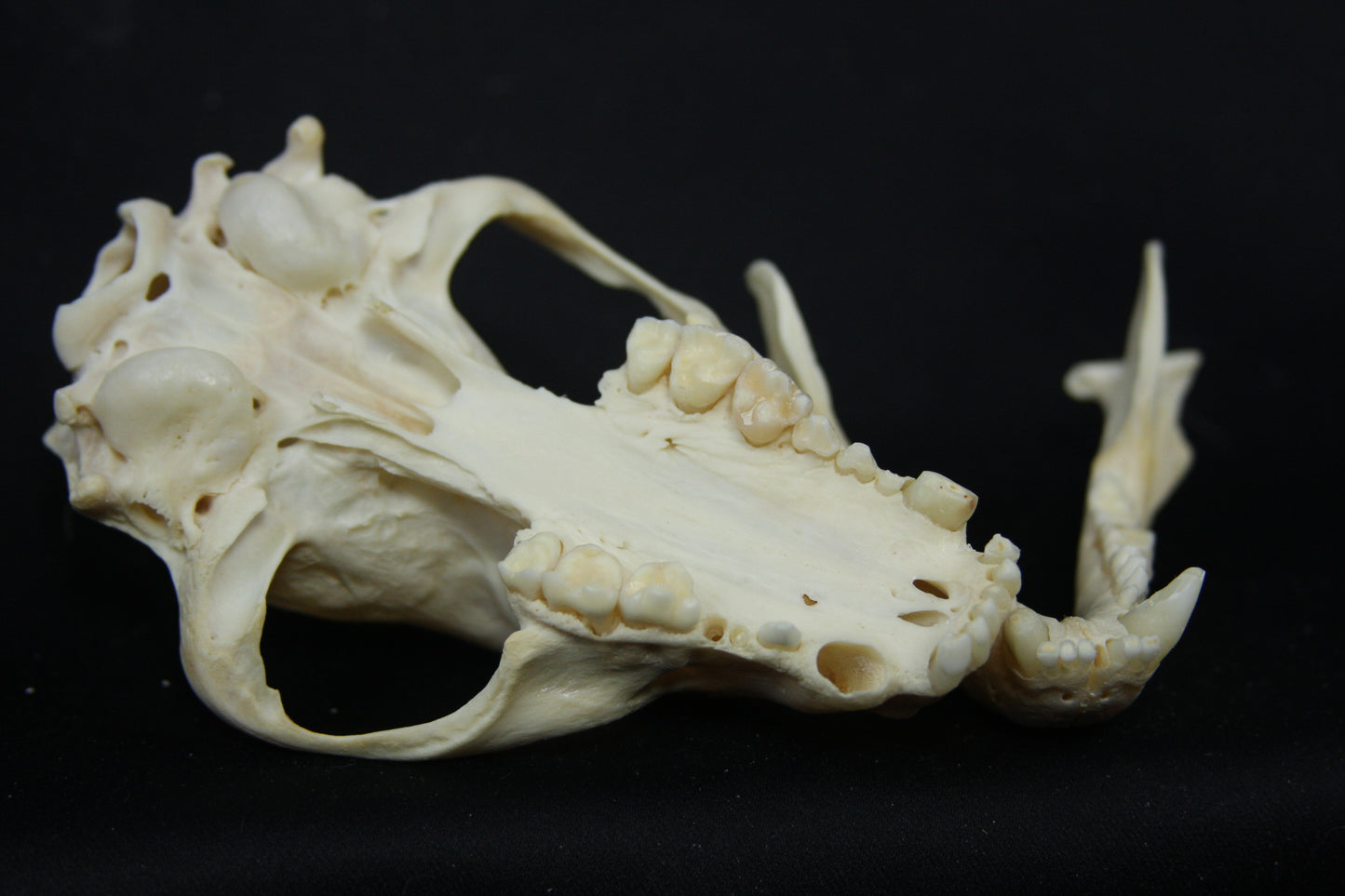 Raccoon Skull