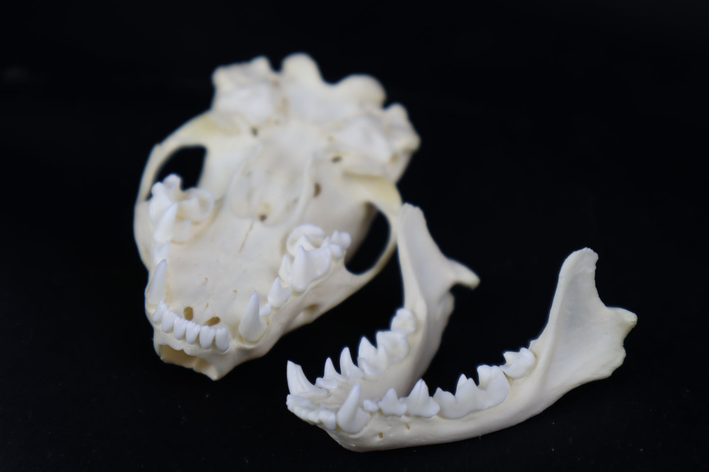 Juvenile Striped Skunk Skull
