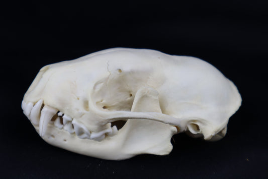 Striped Skunk Skull