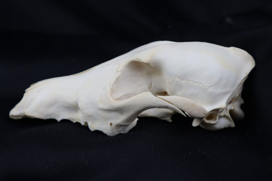 Craft Coyote Skull