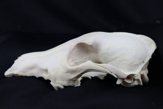 Craft Coyote Skull