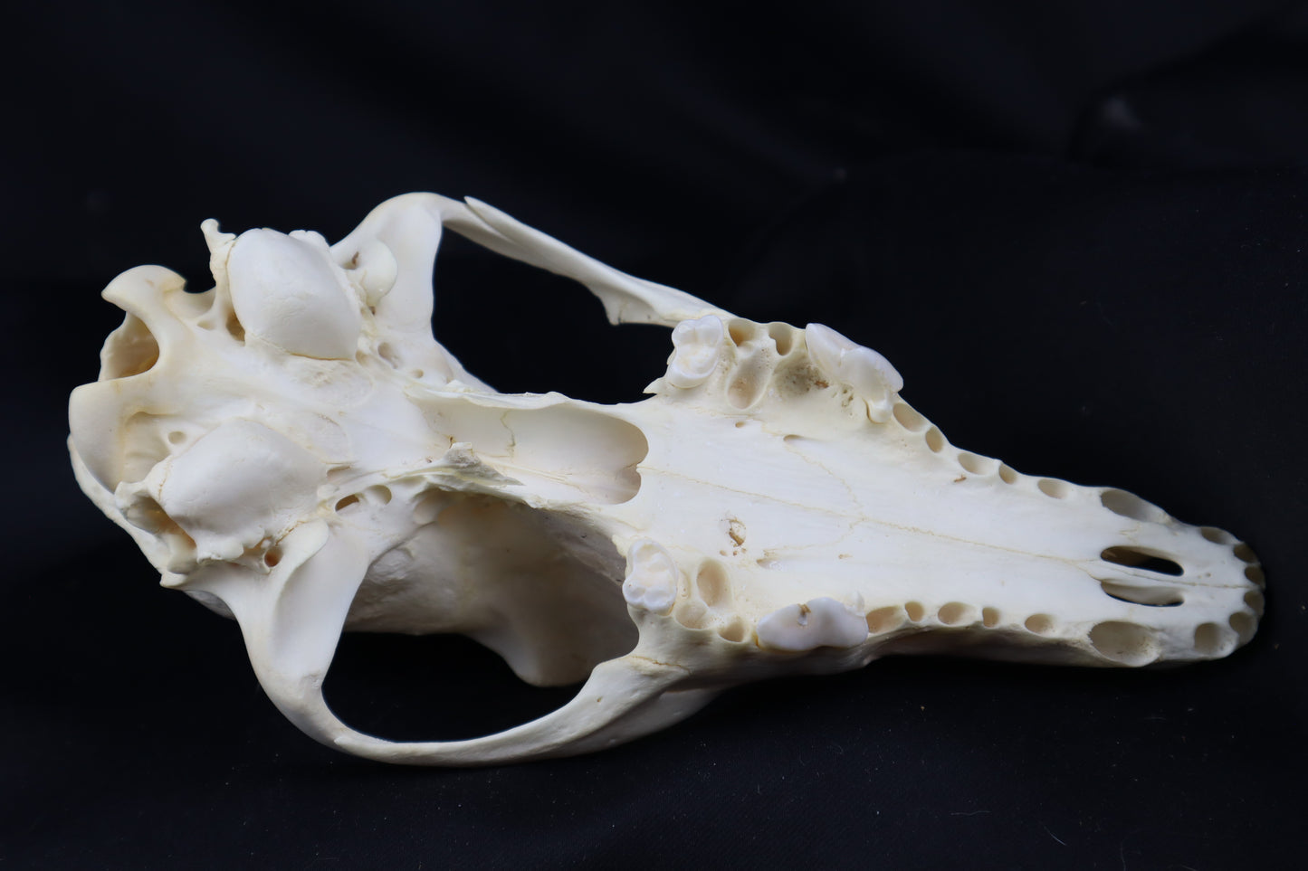 Craft Coyote Skull