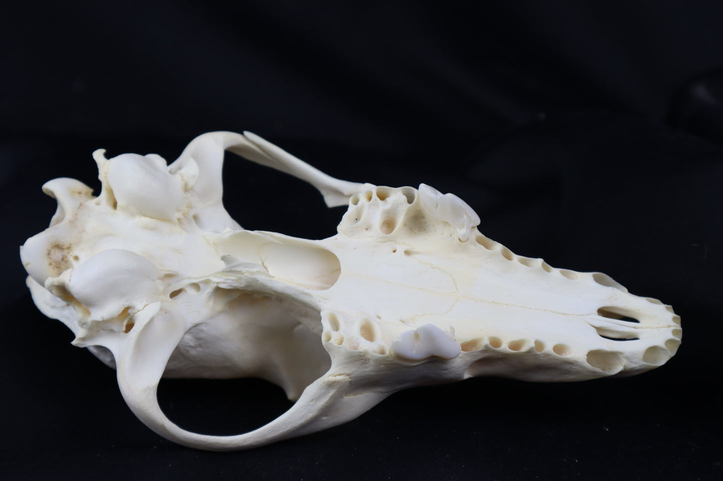 Craft Coyote Skull