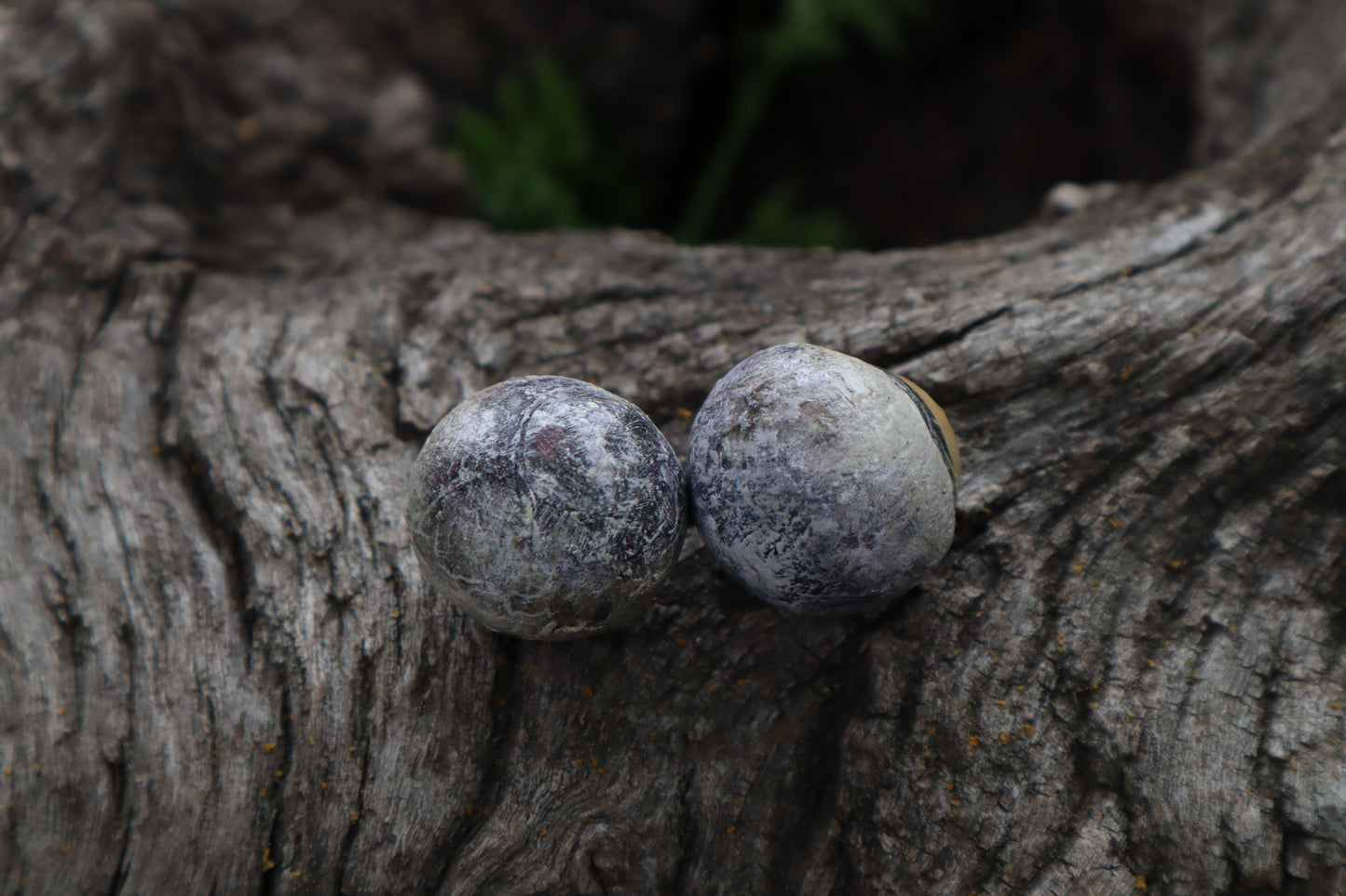 Dry Preserved Coyote Eyeballs