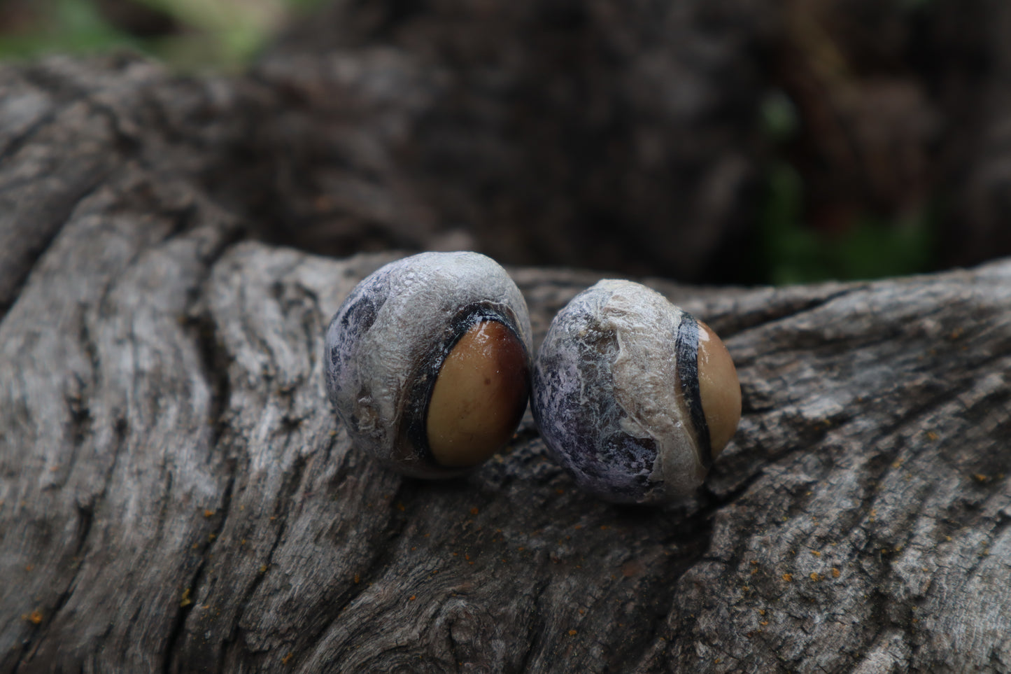 Dry Preserved Coyote Eyeballs