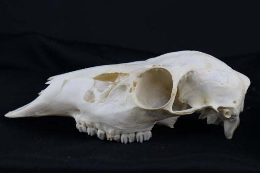 Whitetail Doe Skull
