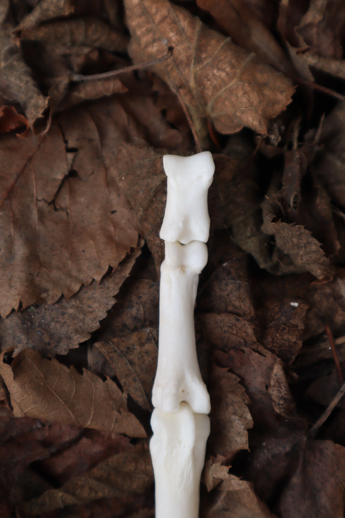 Gray Wolf Finger Articulation