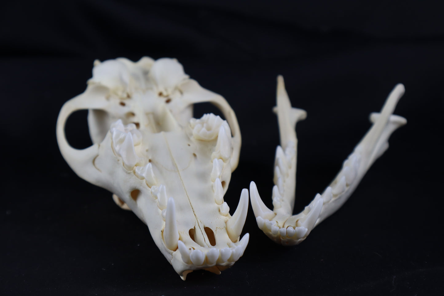 Coyote Skull