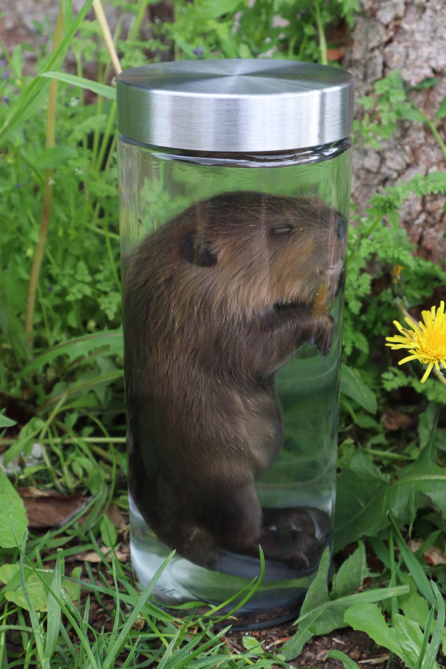 Baby Beaver Wet Specimen