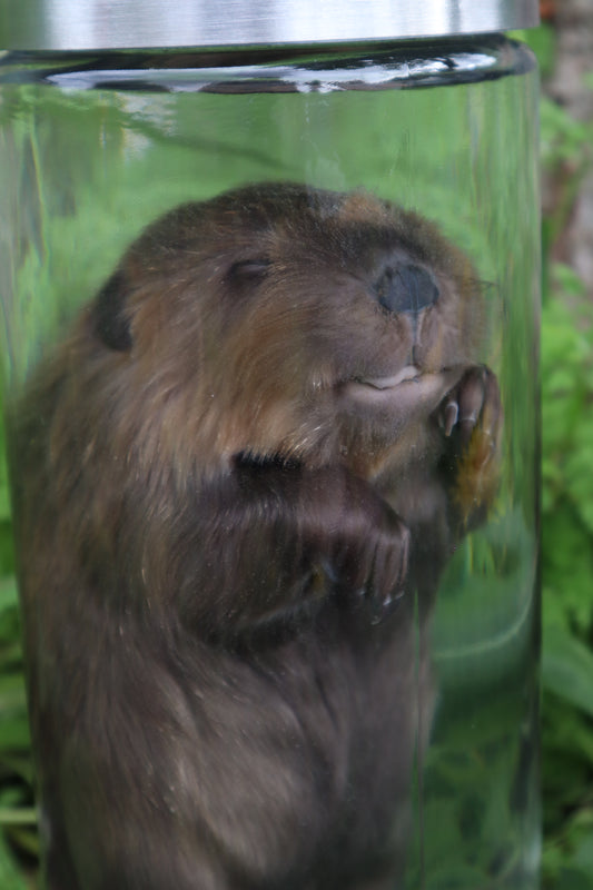 Baby Beaver Wet Specimen