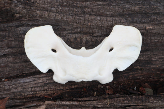 Gray Wolf Atlas Vertebrae