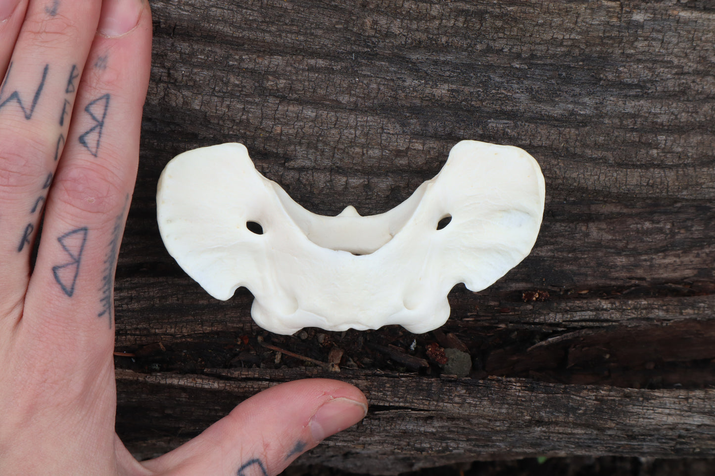 Gray Wolf Atlas Vertebrae