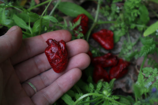 Dry Preserved Chicken Heart
