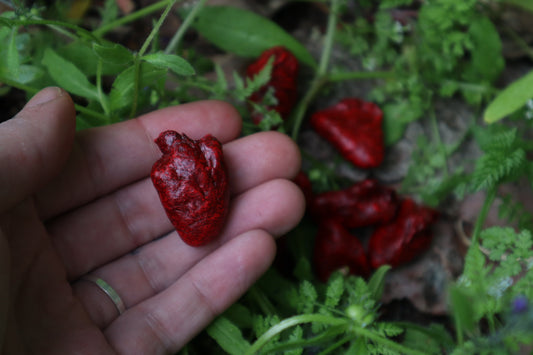 Reserved for Loki - Three Dry Preserved Chicken Hearts