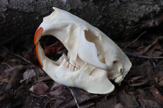 Beaver Skull
