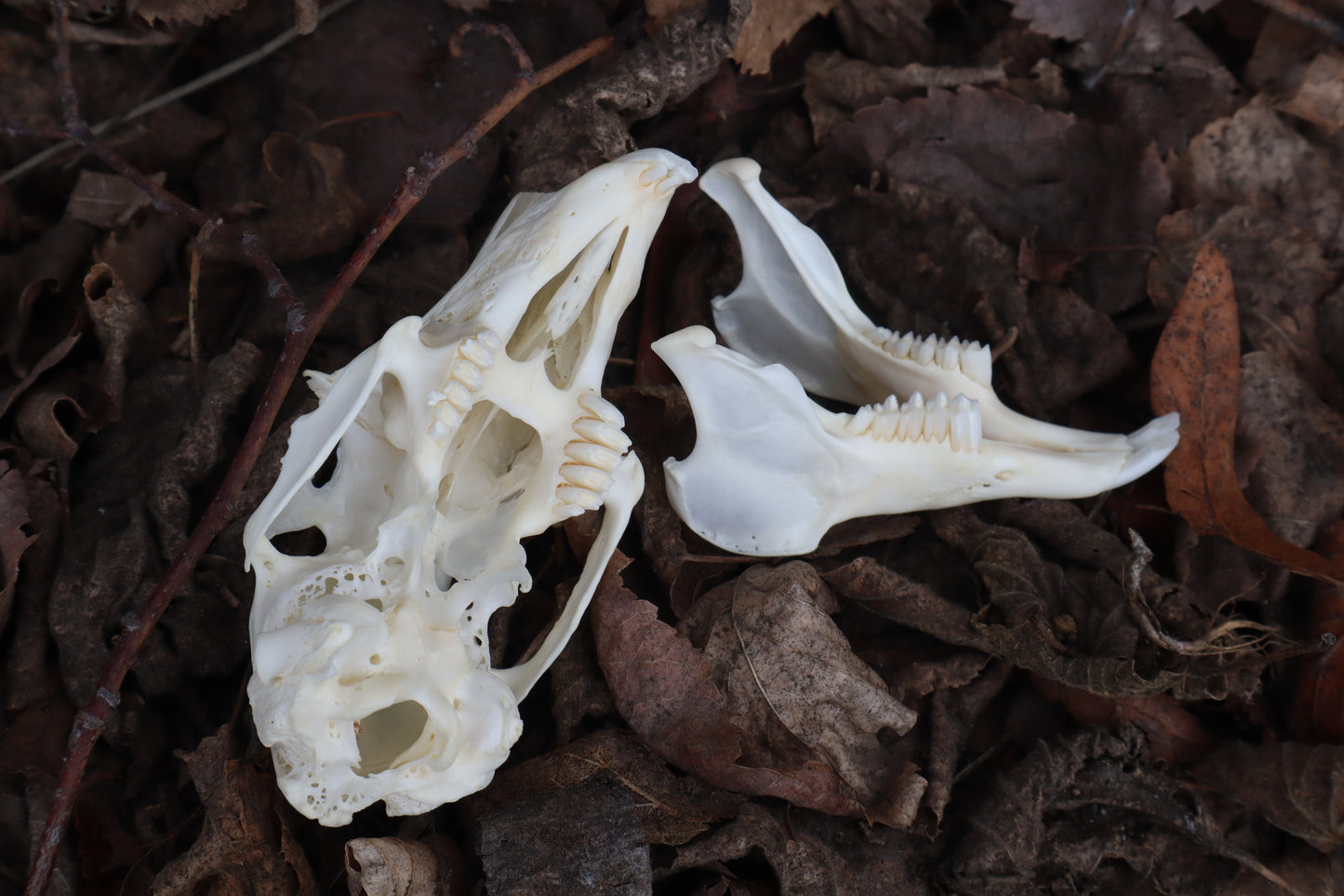 Jack Rabbit Skull