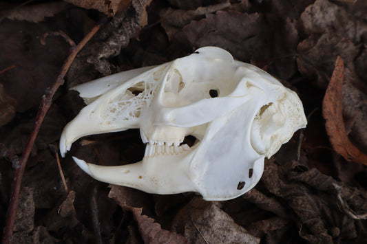 Jack Rabbit Skull