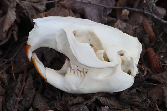Beaver Skull