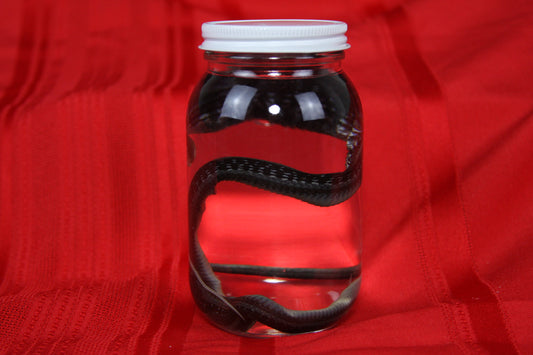 Garter Snake Wet Specimen