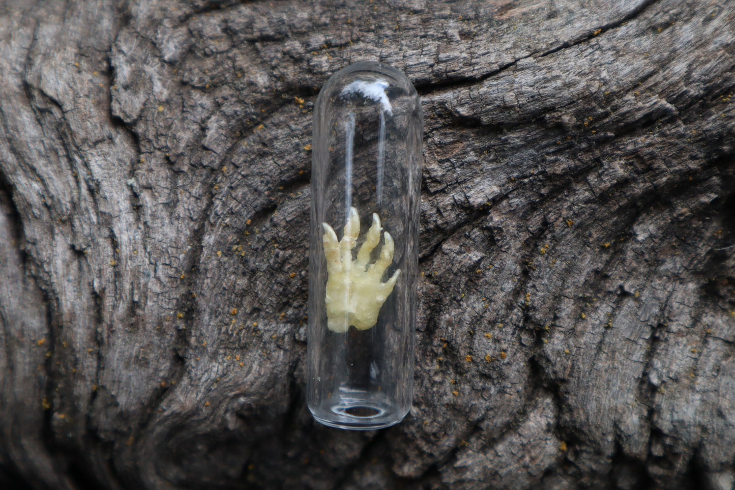 Fetal Raccoon Paw Articulation